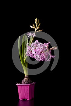 Pink beautiful hyacinth flower with a bulb in a pink pot on a black background