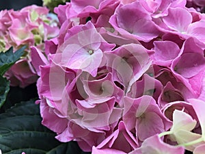 Pink beautiful hydrangea flowers, close up.