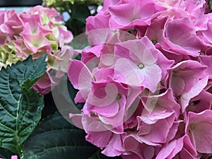 Pink beautiful hydrangea flowers, close up.