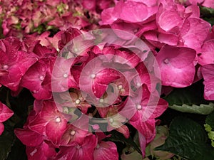 Pink beautiful hydrangea flowers, close up.