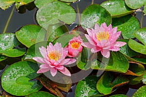 Pink beautiful lotus flower in the a colorful water lily
