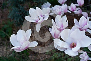 Pink beautiful magnolea in a spring garden