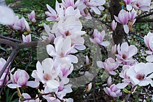 Pink beautiful magnolea in a spring garden
