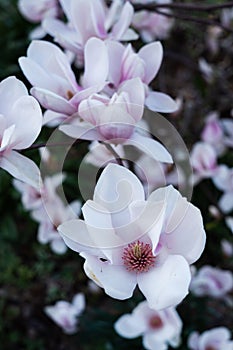 Pink beautiful magnolea in a spring garden