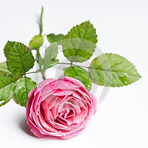 Pink beautiful rose isolated on white background, flower template concept.