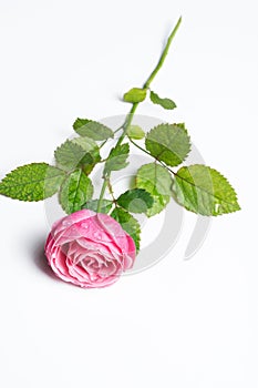 Pink beautiful rose isolated on white background, flower template concept.