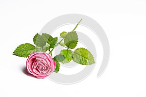 Pink beautiful rose isolated on white background, flower template concept