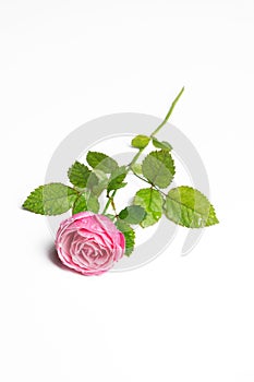 Pink beautiful rose isolated on white background, flower template concept