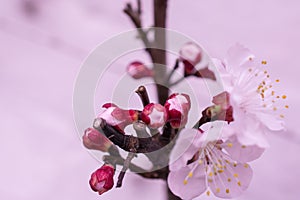 Pink beautiful spring flowers  on branch. Peach tree
