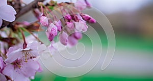 Pink beautiful spring flowers  on branch. Plum tree