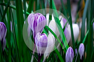 Pink beautiful spring flowers  crocus on field