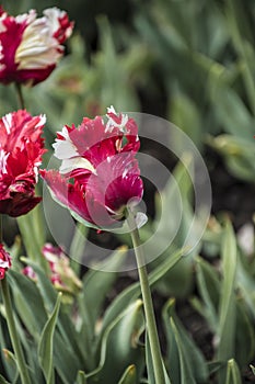 Pink beautiful tricolored parrot spring tulip. Fancy parrot tulips