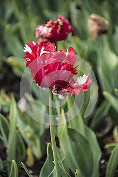 Pink beautiful tricolored parrot spring tulip. Fancy parrot tulips