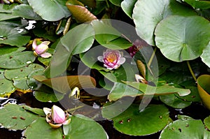 Pink beautiful water lily flower in green pond