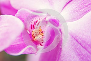 Pink beauty flower orchid, close up. Symbol of feminity