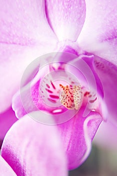 Pink beauty flower orchid, close up. Symbol of feminity photo