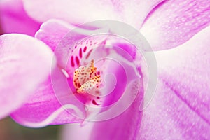 Pink beauty flower orchid, close up. Symbol of feminity photo