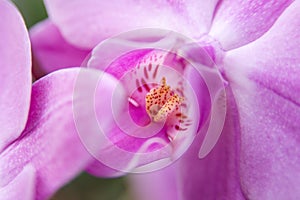 Pink beauty flower orchid, close up. Symbol of feminity. Wallpaper. Phalaenopsis orchid photo