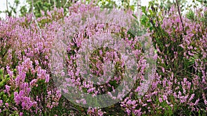 Pink Beauty of Heather