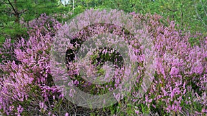 Pink Beauty of Heather