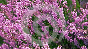 Pink Beauty of Heather