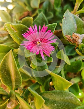 Pink beautyful focused tinny flower between green leaves in sunny day