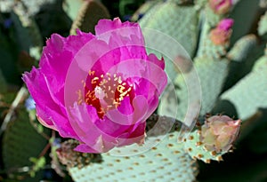 Pink Beaver Tail Cactus flower, Anza Borrego Desert State Park