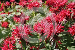 Pink Bee Balm