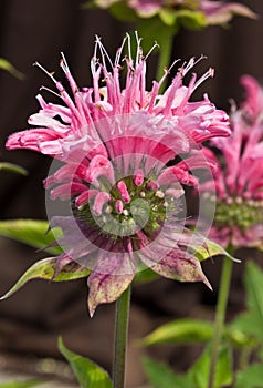 Monarda \'Marshall\'s Delight\' photo