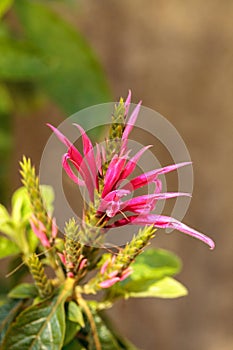 Pink bee balm spikey flower Monarda didyma