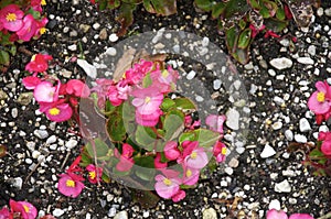 Pink begonia