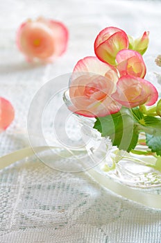 Pink begonia flower