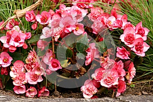 Pink begonia on a flower bed in a city garden