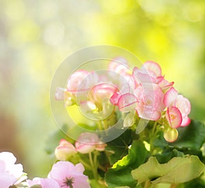 Pink begonia flower