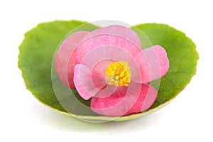Pink begonia flower