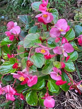 Pink begonia flowering in a garden.