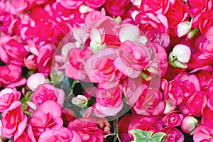 Pink begonia flowers blooming close up in colorful garden background