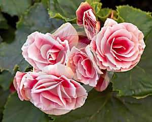 Pink begonia flowers closeup