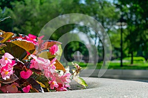 Pink Begonia Flowers in a Planter along Michigan Avenue with Grant Park in Chicago