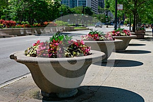 Pink Begonia Flowers in a Planter along Michigan Avenue near Grant Park in Chicago