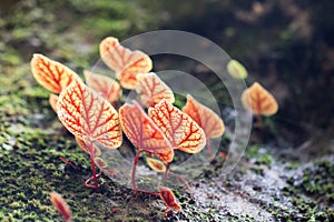 Pink begonia leaf in macro