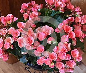 Pink Begonia Rieger, Flowers, Garden, Gardening, Countryside, Rustic