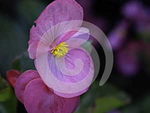 Pink begonia flower on a dark green background photo