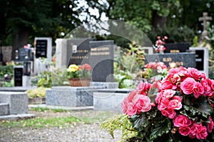 Pink begonia at a tombstone