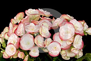 Pink Begonias on black background.