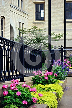 Pink Begonias, Iron Fence