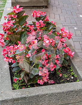 Pink begonias on a street flower bed. Red plant begonia. Flower arrangement in the garden. Gardening landscape design