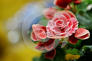 Pink begonias taken against colorful background.