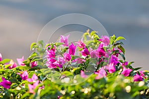 Pink Begonville flowers in sunny day. Floral background