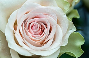 Pink, beige, light green rose macro